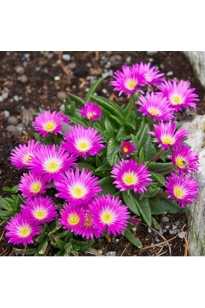 Делосперма лілово-рожева Сузіря